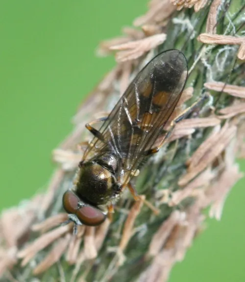 Platycheirus clypeatus - photo 2