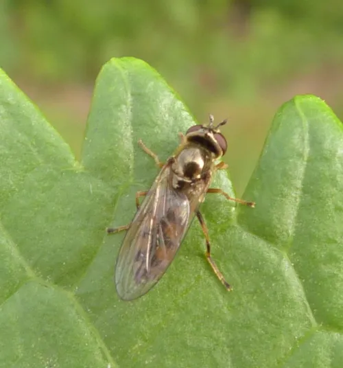 Platycheirus clypeatus - photo 3