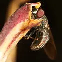Platycheirus coerulescens