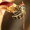 Platycheirus coerulescens - photo 2