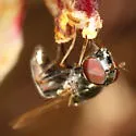 Platycheirus coerulescens - photo 3