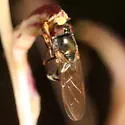 Platycheirus coerulescens - photo 4