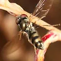 Platycheirus coerulescens - photo 5