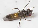 Platycheirus confusus