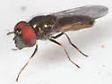Platycheirus confusus - photo 2