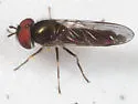 Platycheirus confusus - photo 3