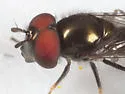 Platycheirus confusus - photo 4
