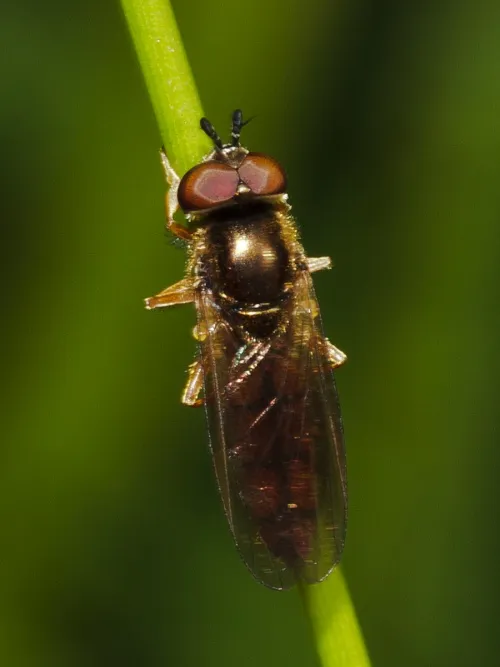 Platycheirus fulviventris