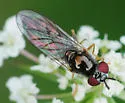Platycheirus hyperboreus - photo 2