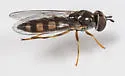 Platycheirus hyperboreus - photo 3