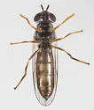 Platycheirus hyperboreus - photo 4