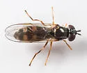 Platycheirus hyperboreus - photo 5