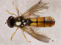 Platycheirus immarginatus