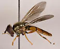 Platycheirus immarginatus - photo 2