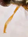 Platycheirus immarginatus - photo 3
