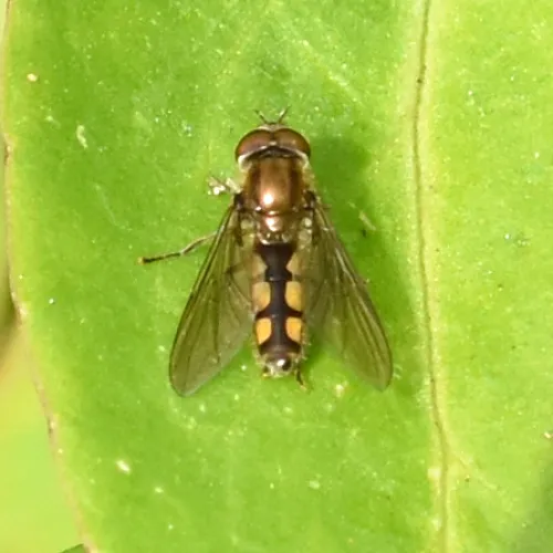 Platycheirus manicatus