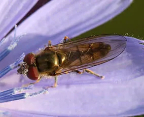 Platycheirus manicatus - photo 2