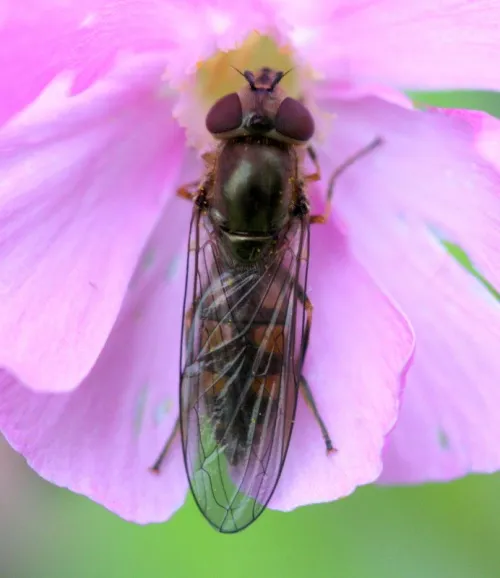 Platycheirus manicatus - photo 3