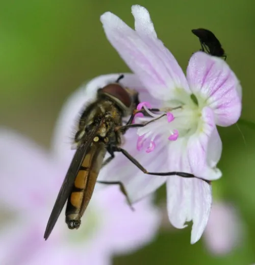 Platycheirus manicatus - photo 4