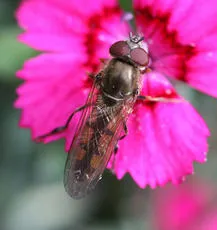 Platycheirus manicatus - photo 5