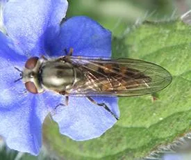 Platycheirus manicatus - photo 6