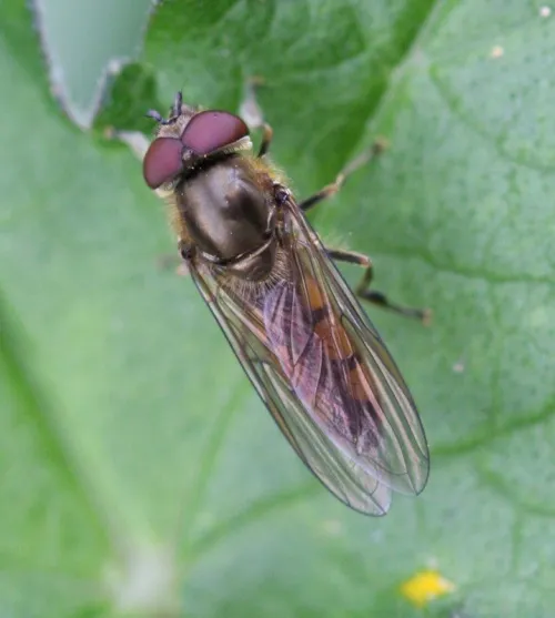 Platycheirus manicatus - photo 7