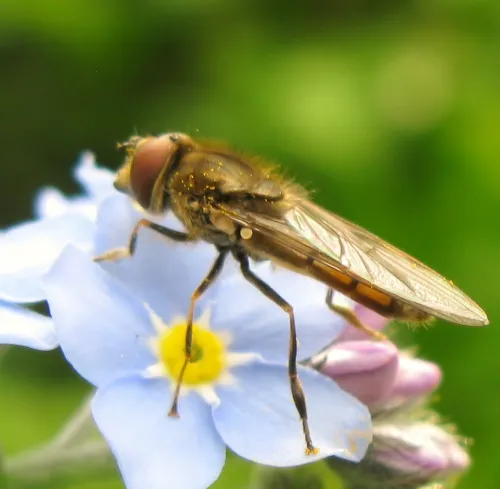 Platycheirus manicatus - photo 8