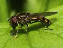 Platycheirus nearcticus