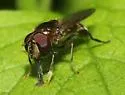 Platycheirus nearcticus - photo 2