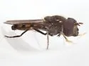 Platycheirus nearcticus - photo 3