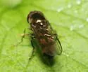 Platycheirus nearcticus - photo 4