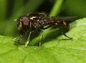 Platycheirus nearcticus - photo 5