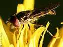 Platycheirus obscurus - Platycheirus obscurus