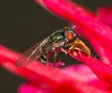 Platycheirus obscurus - photo 2