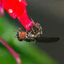 Platycheirus obscurus - photo 3