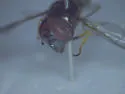 Platycheirus obscurus - photo 5