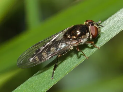 Platycheirus peltatus - photo 2