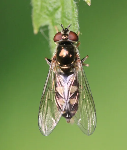 Platycheirus peltatus - photo 3