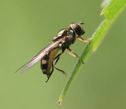 Platycheirus peltatus - photo 4