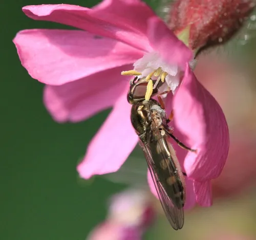 Platycheirus peltatus - photo 5