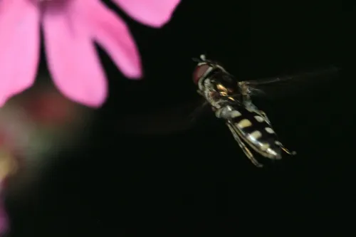 Platycheirus peltatus - photo 6
