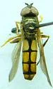 Platycheirus quadratus