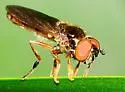 Platycheirus quadratus - photo 2