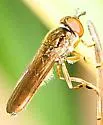 Platycheirus quadratus - photo 3