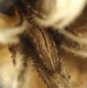 Platycheirus quadratus - photo 4