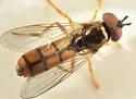 Platycheirus quadratus - photo 5