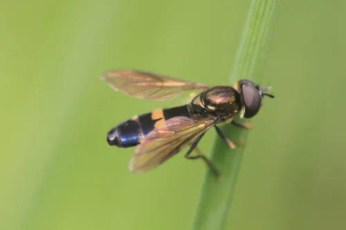 Platycheirus rosarum - photo 2