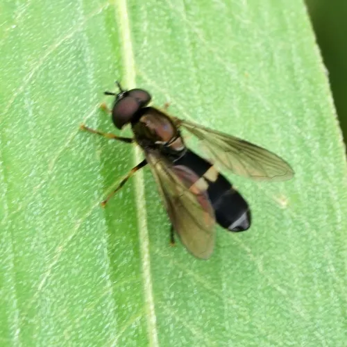 Platycheirus rosarum - photo 3