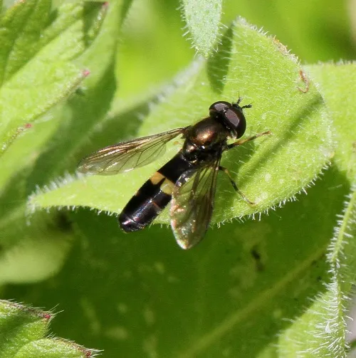 Platycheirus rosarum - photo 4