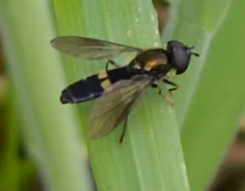 Platycheirus rosarum - photo 5